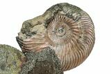 Iridescent, Pyritized Ammonite (Quenstedticeras) Fossil Display #344282-1